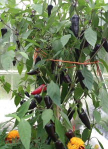 With Hungarian Black chillies