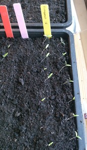 Sungold record - out of 15 seeds 16 seedlings